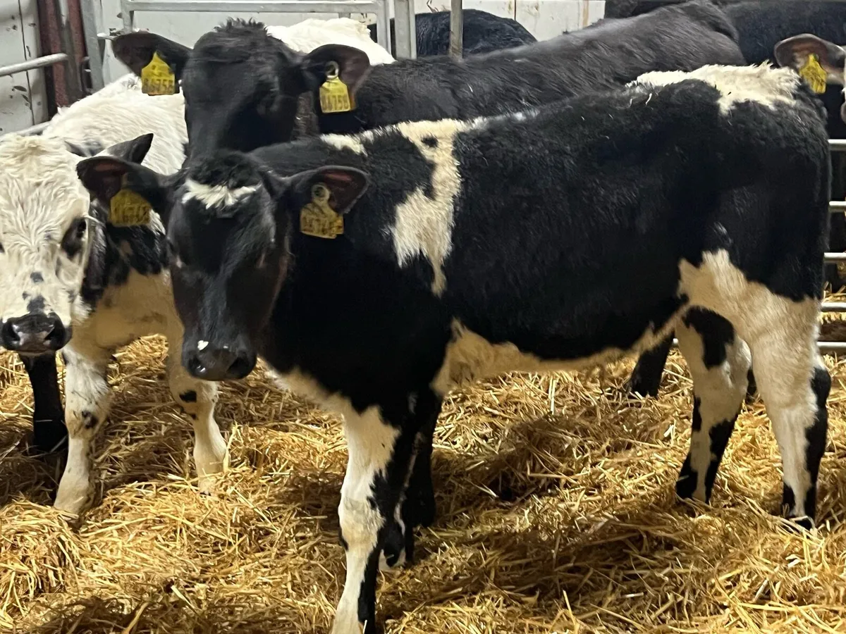 8 Super Fully Reared Bull Calves - Image 1