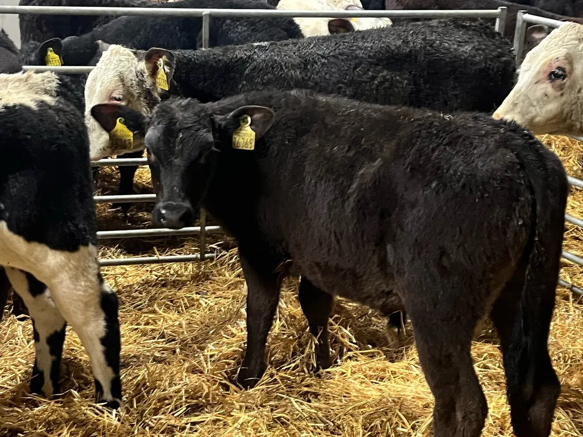 8 Super Fully Reared Bull Calves - Image 2