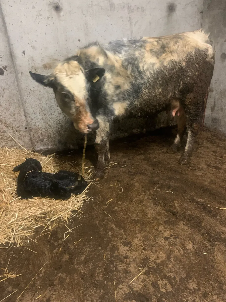 5 star calved Belgian blue heifer - Image 1