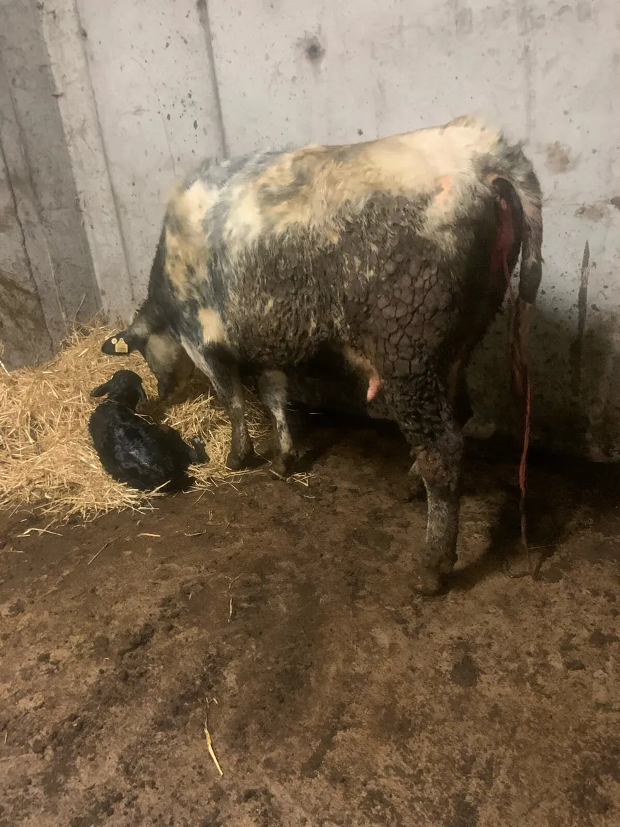 5 star calved Belgian blue heifer - Image 2