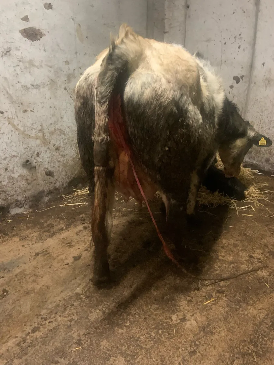 5 star calved Belgian blue heifer - Image 3