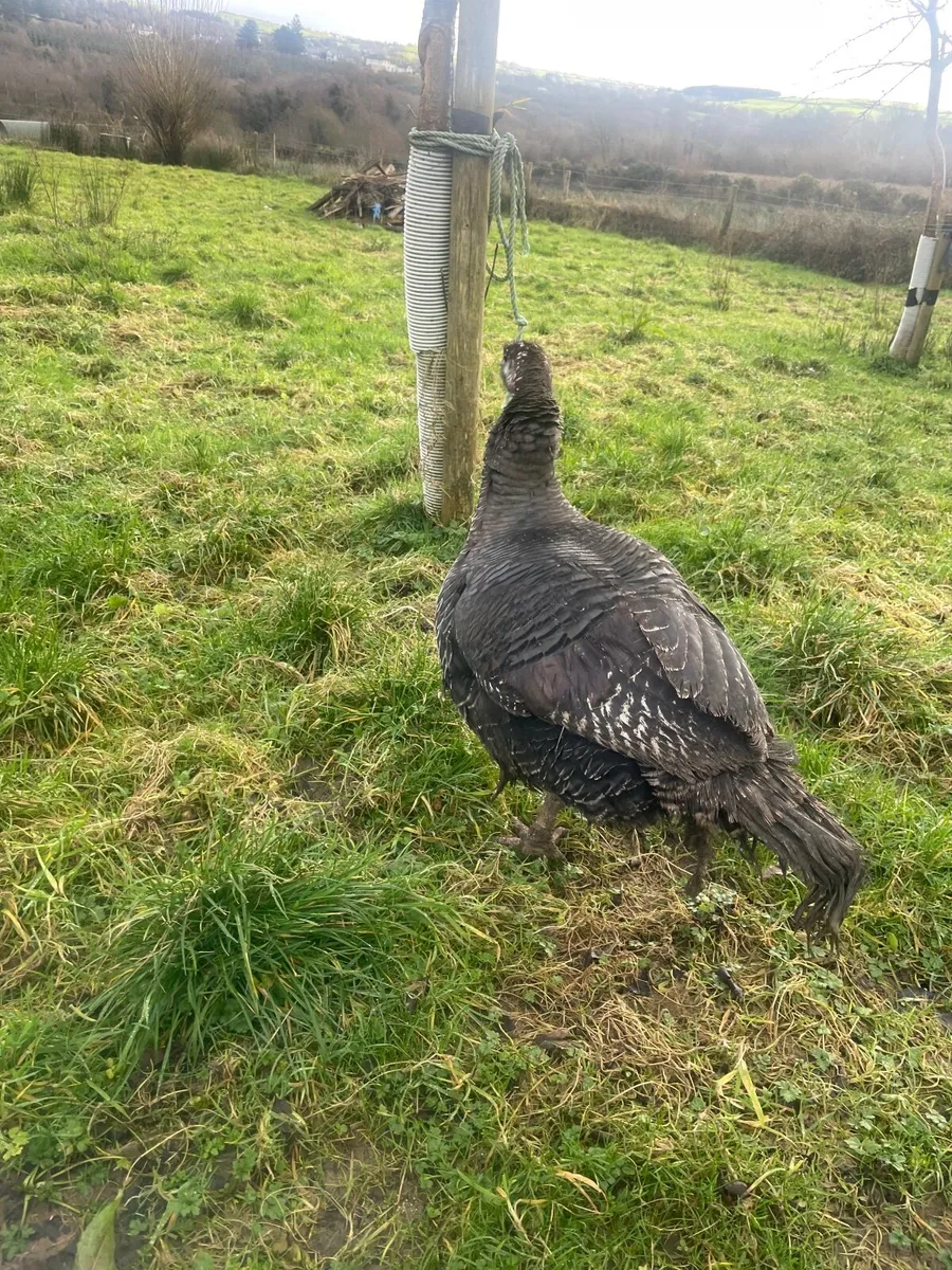 Turkey hen - Image 1