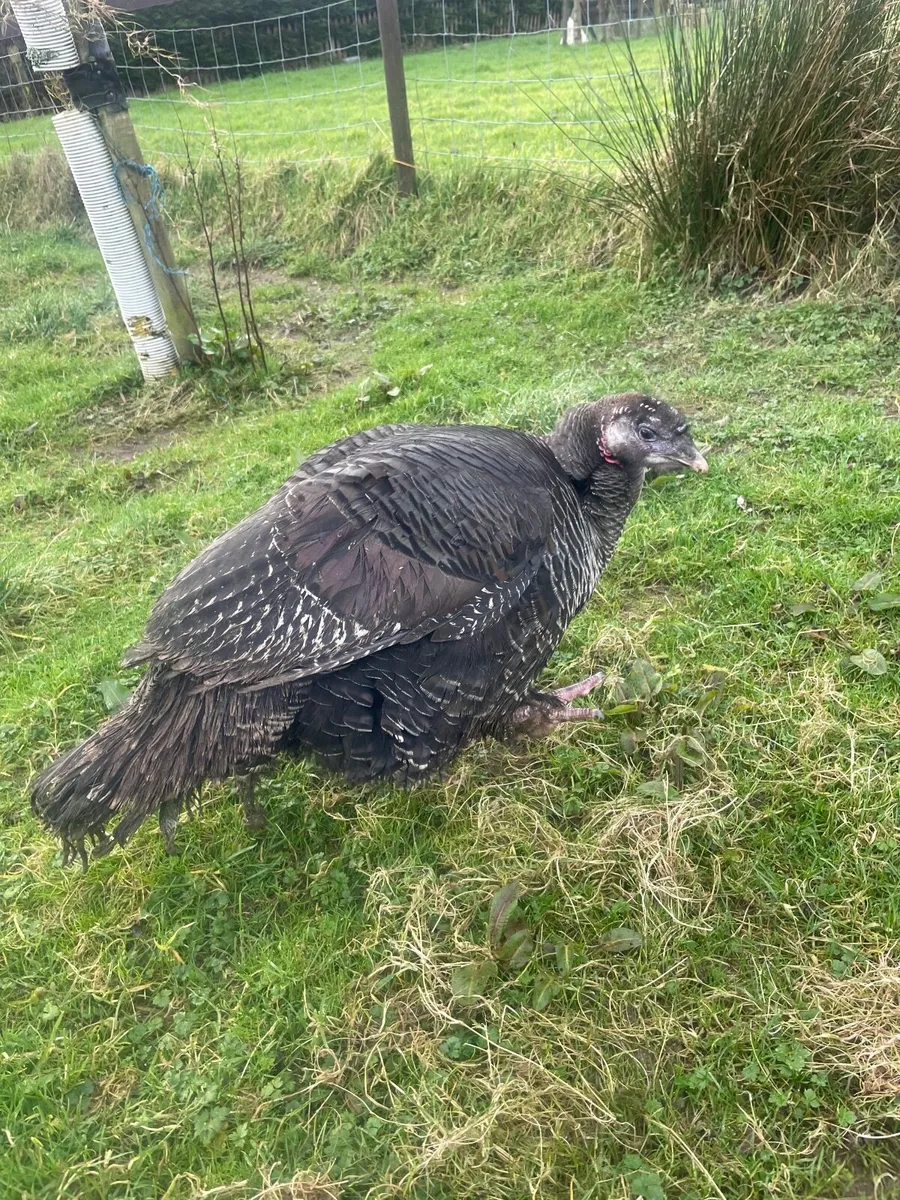 Turkey hen - Image 3