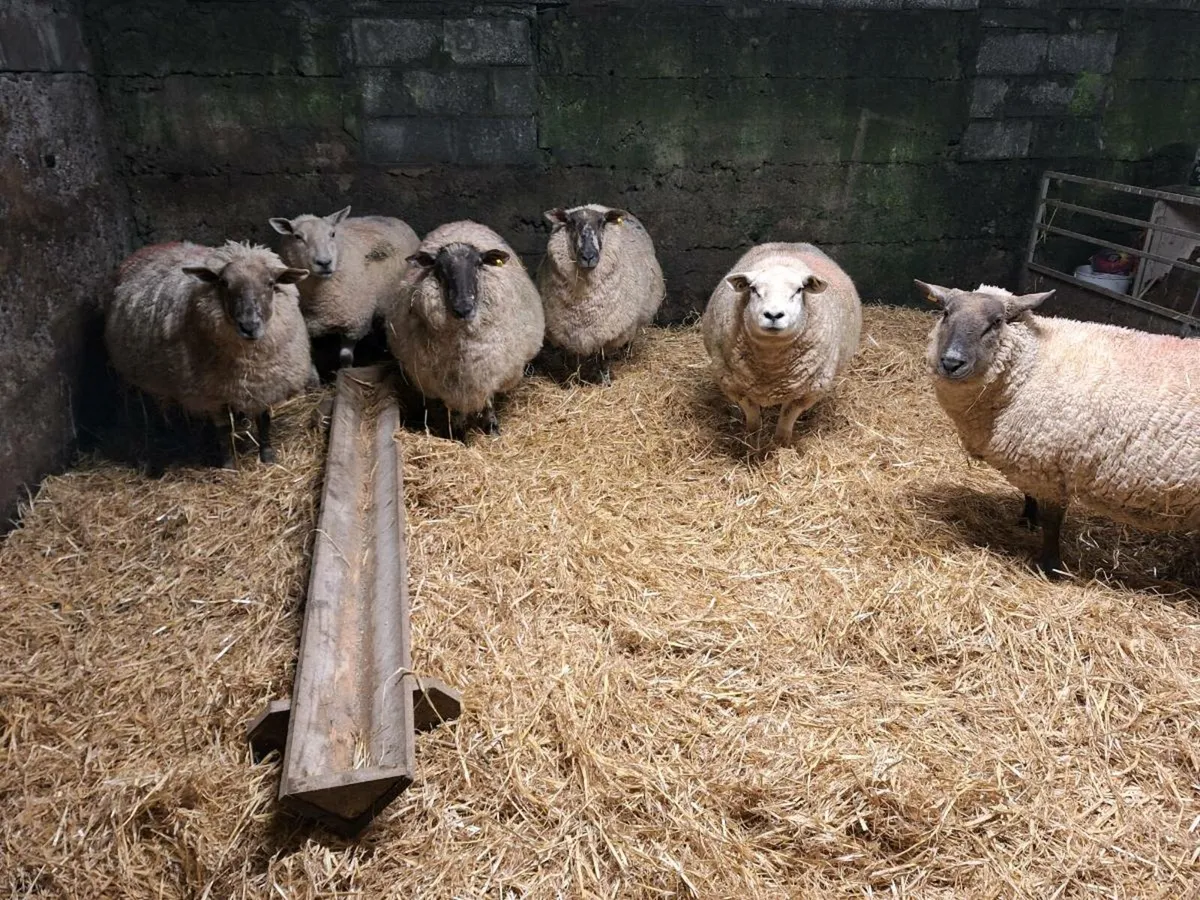 Ewes carrying triplets - Image 2
