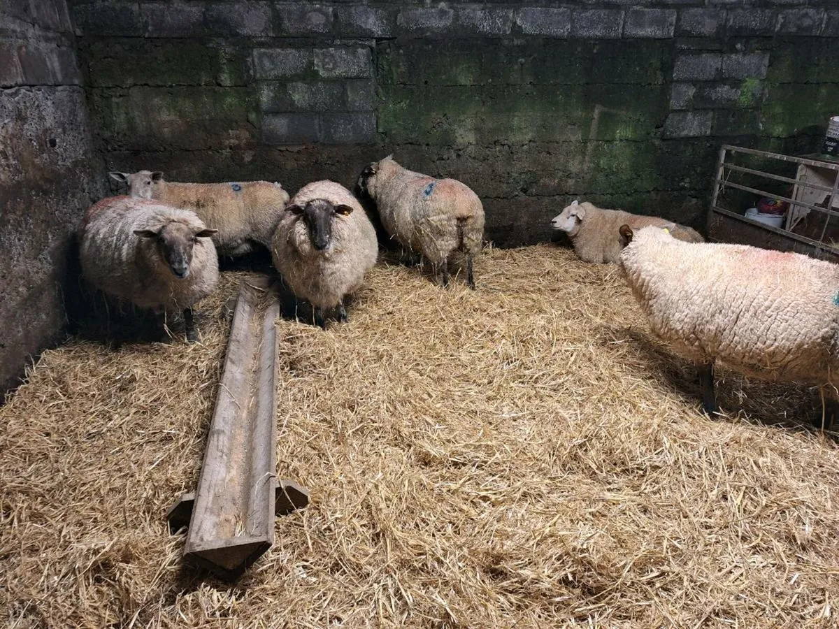 Ewes carrying triplets - Image 4