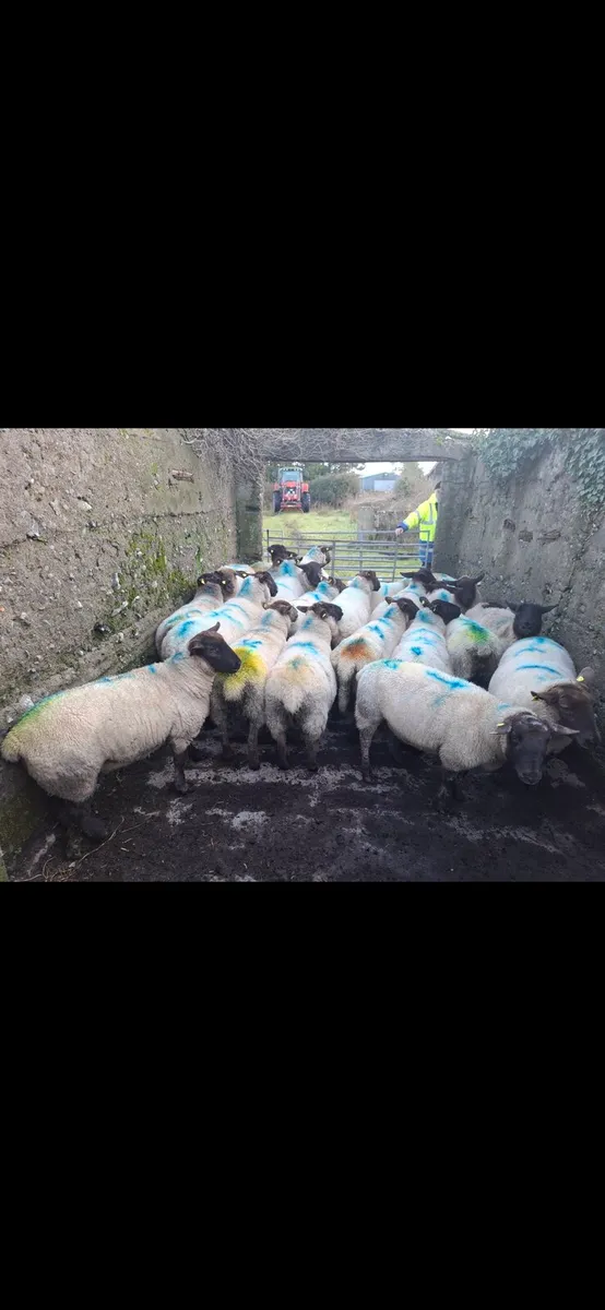 In lamb ewes - Image 1