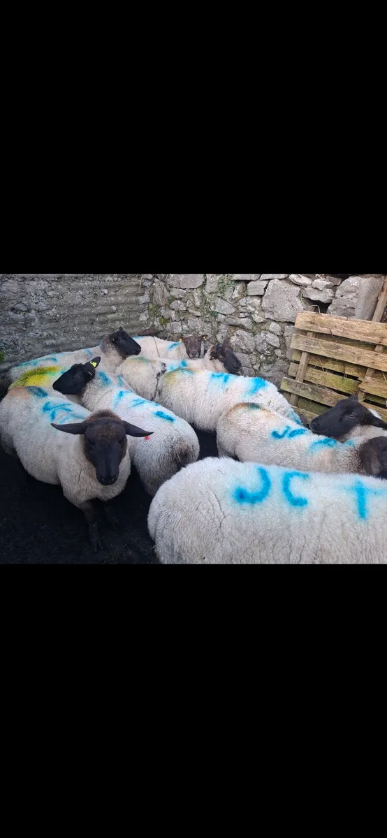 In lamb ewes - Image 3