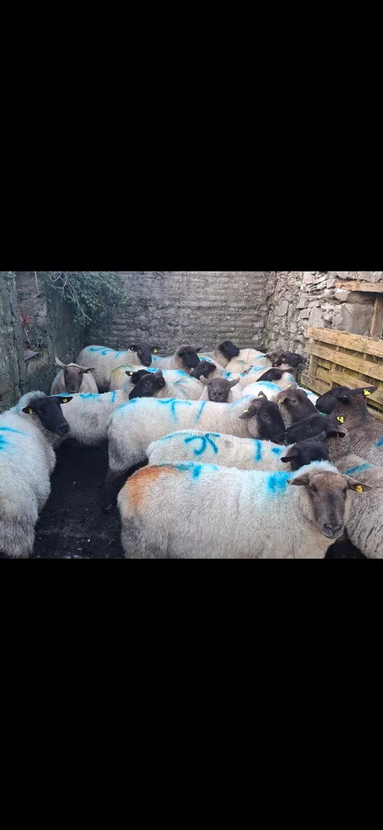 In lamb ewes - Image 4