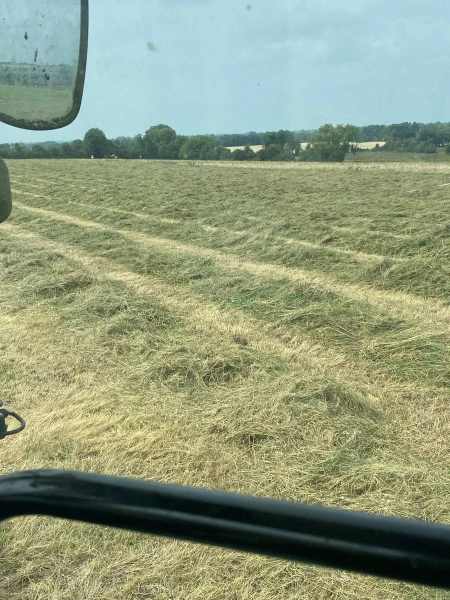 Hay - Image 2