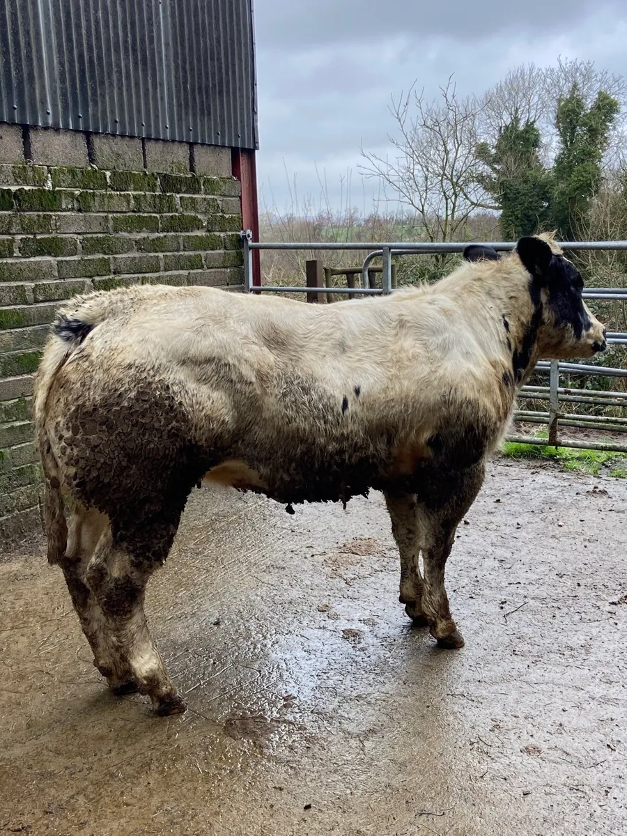Belgian Blue Heifers - Image 1