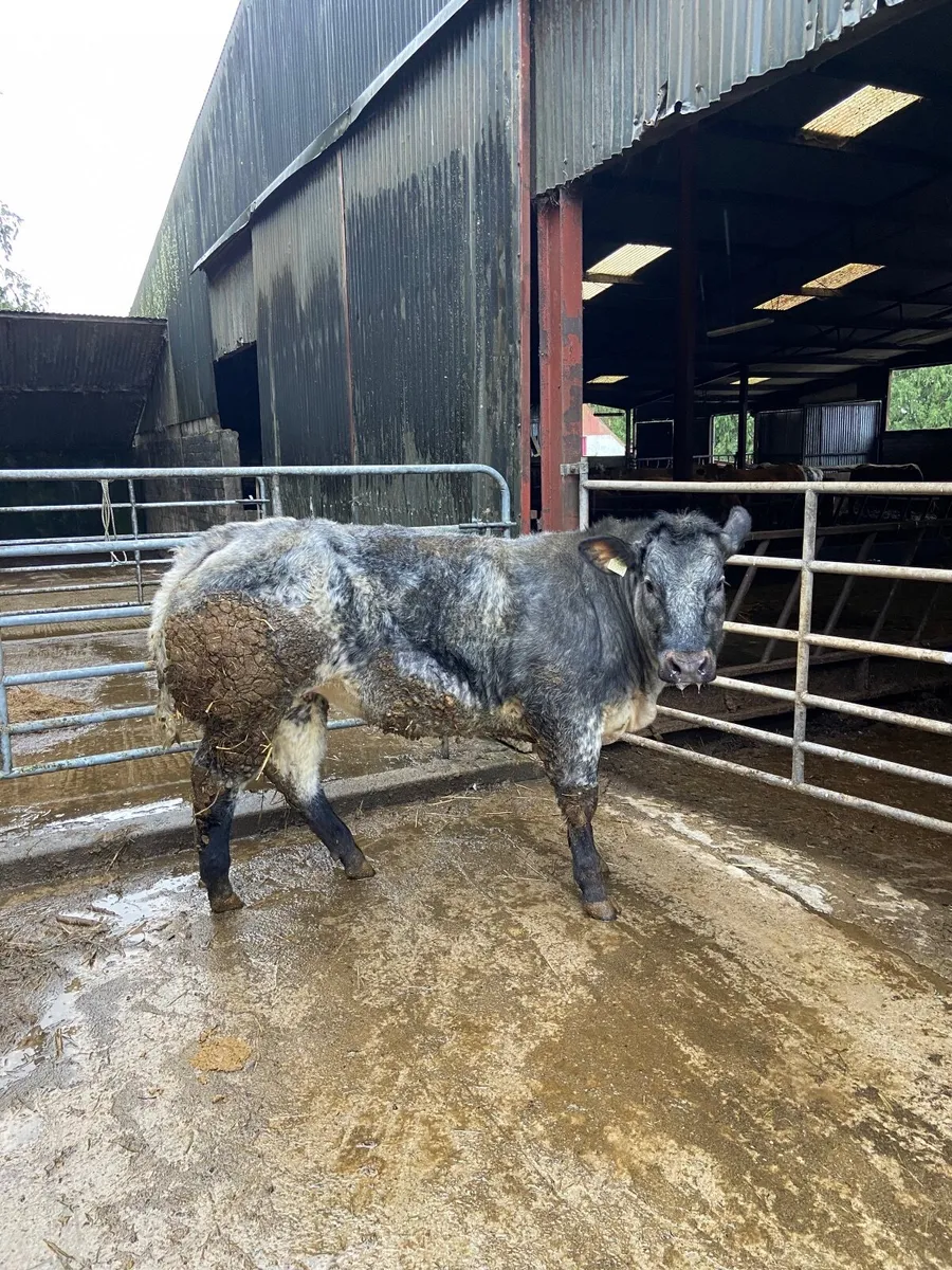 Belgian Blue Heifers - Image 2