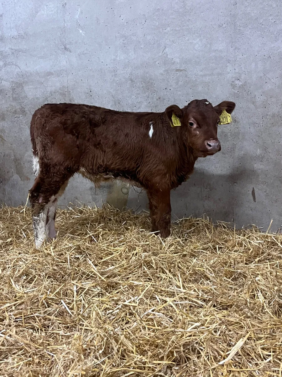 4 Bull Calves - Image 4