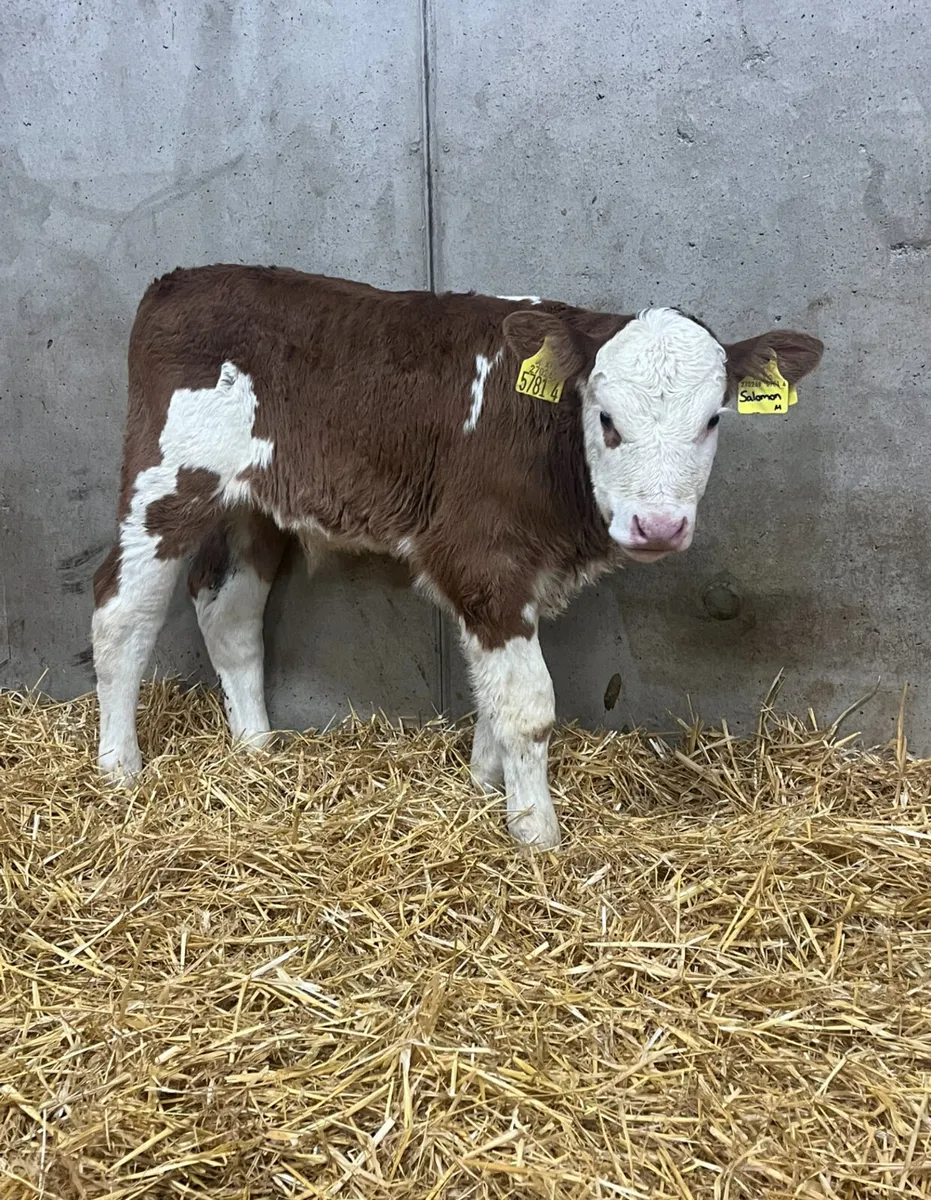 4 Bull Calves - Image 3