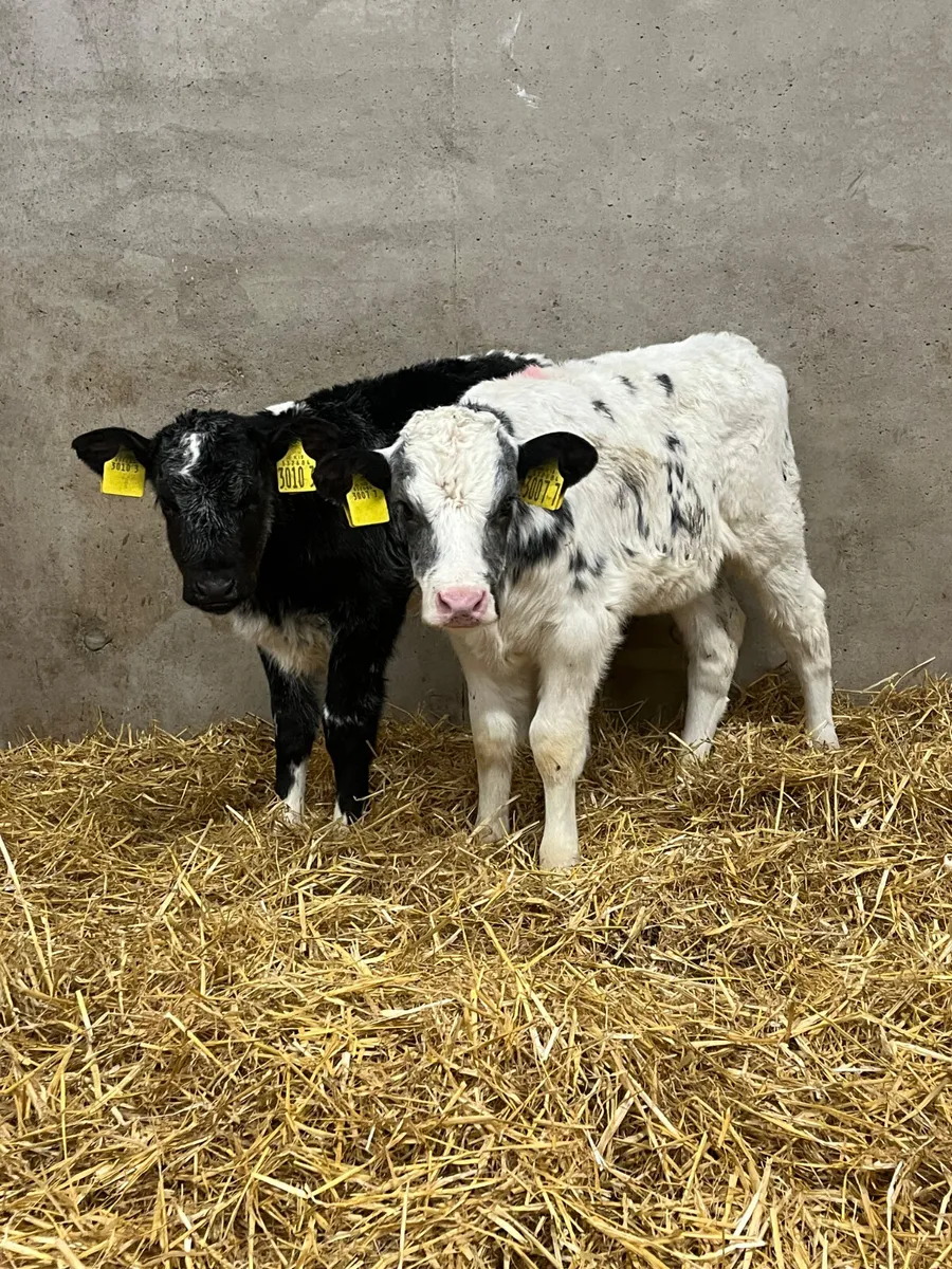 5 Belgian Blue Heifer Calves - Image 3