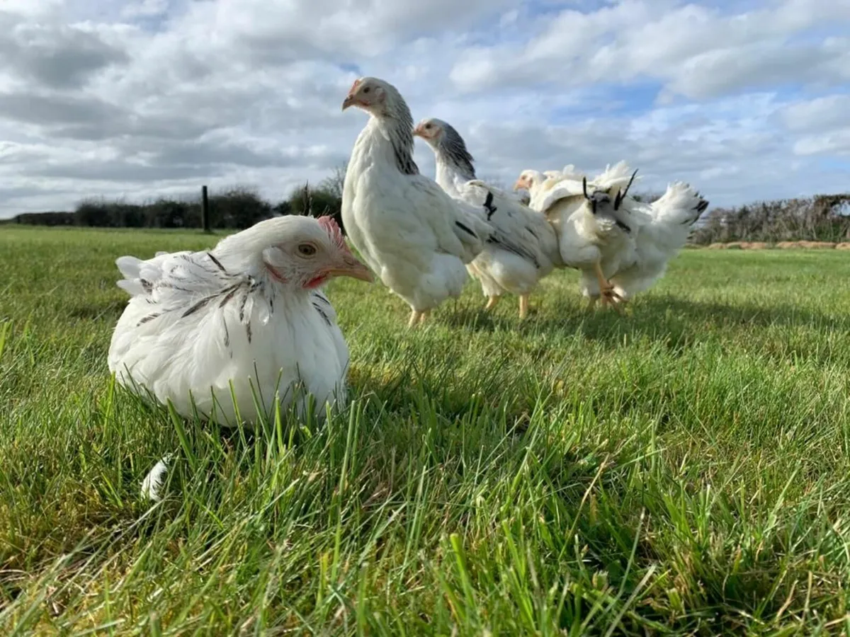 Poultry For Sale - Image 2