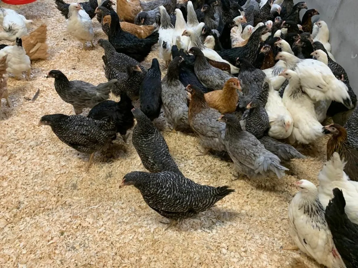 Poultry Saturday 7th February - Image 4