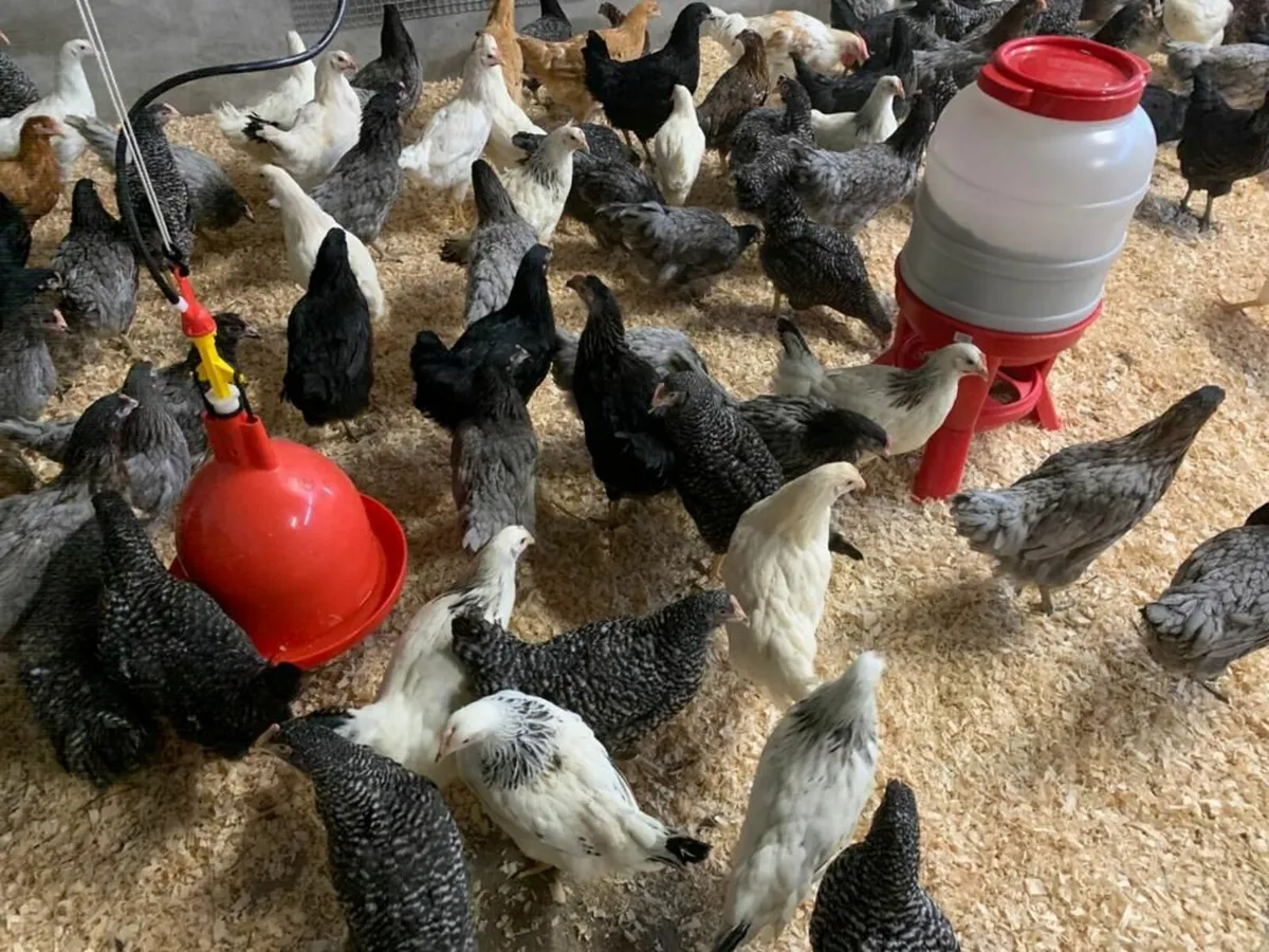 Poultry Saturday 7th February - Image 2