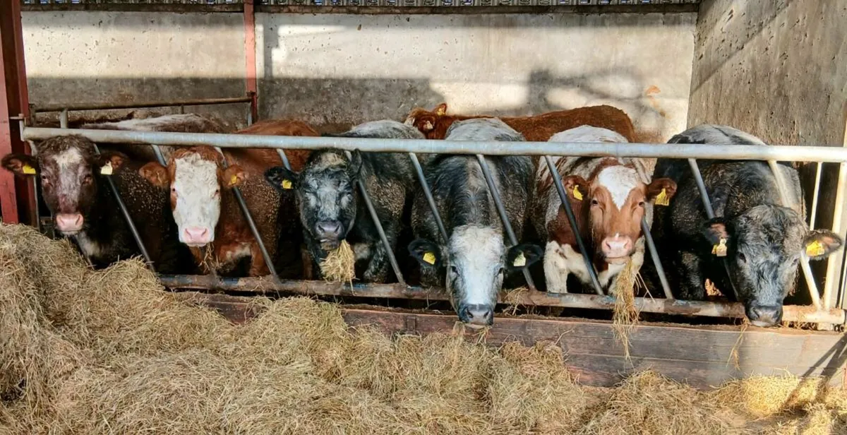 60 Super Bulling, Store, Beef Heifers - Image 1