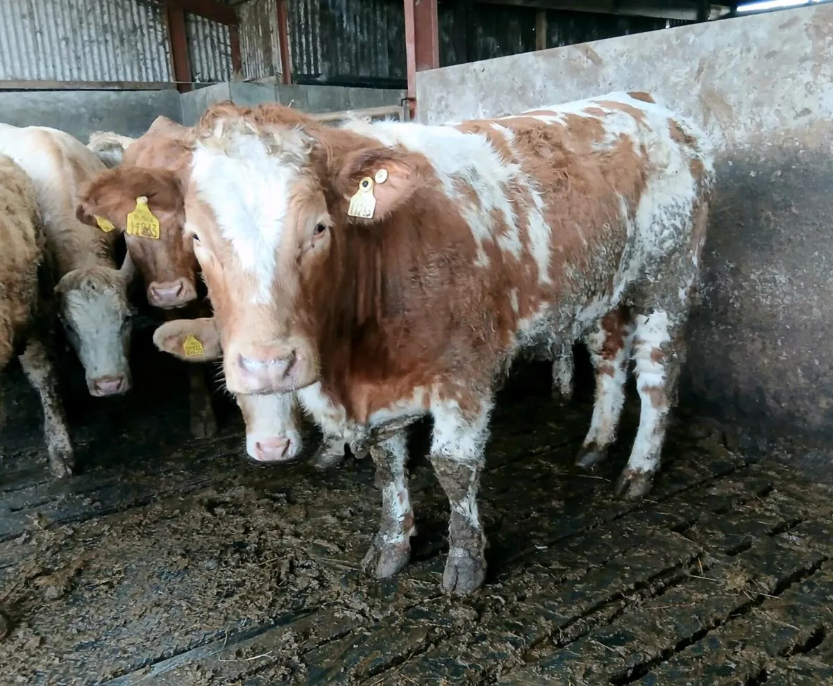 60 Super Bulling, Store, Beef Heifers - Image 3