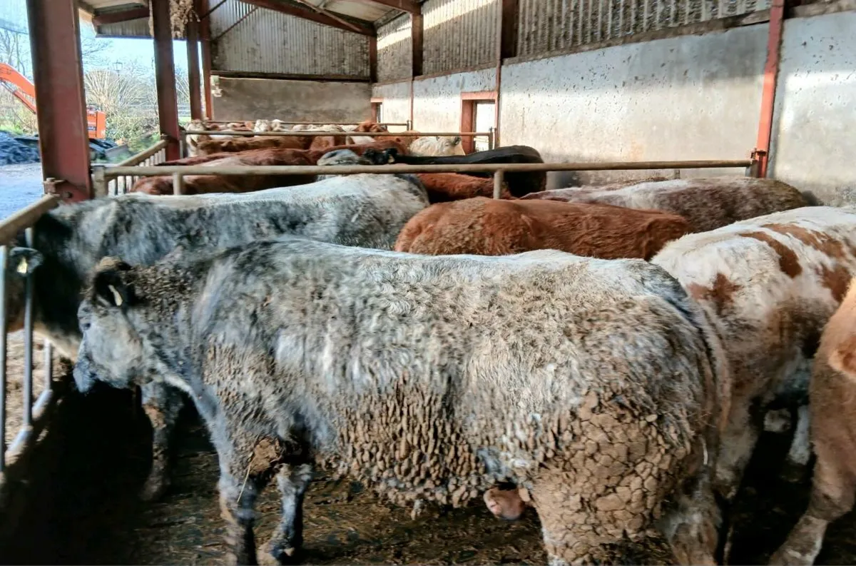 60 Super Bulling, Store, Beef Heifers - Image 4