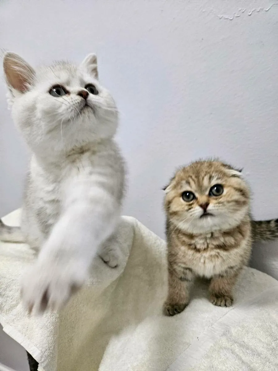 Scottish straight and fold kitten - Image 3