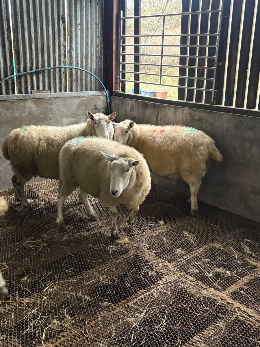 4 springing Wicklow Cheviot ewes - Image 2