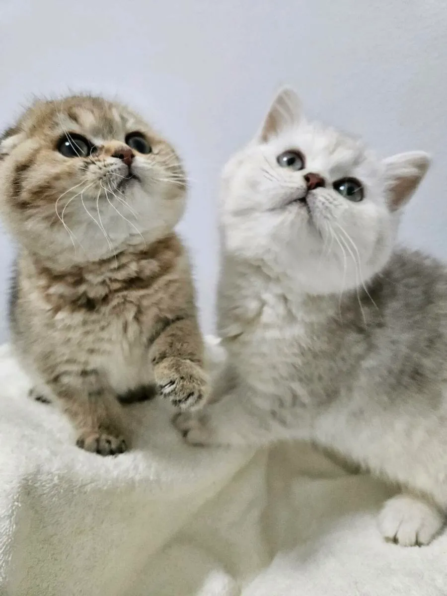 Scottish straight and fold kitten - Image 1