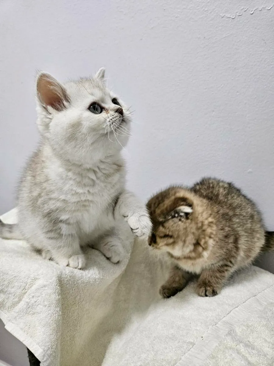 Scottish straight and fold kitten - Image 2