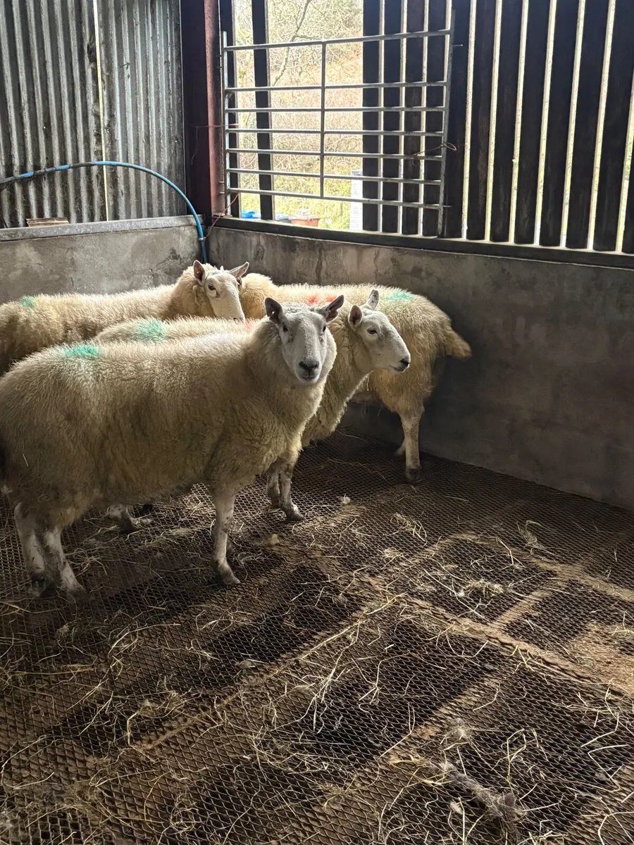 4 springing Wicklow Cheviot ewes - Image 4