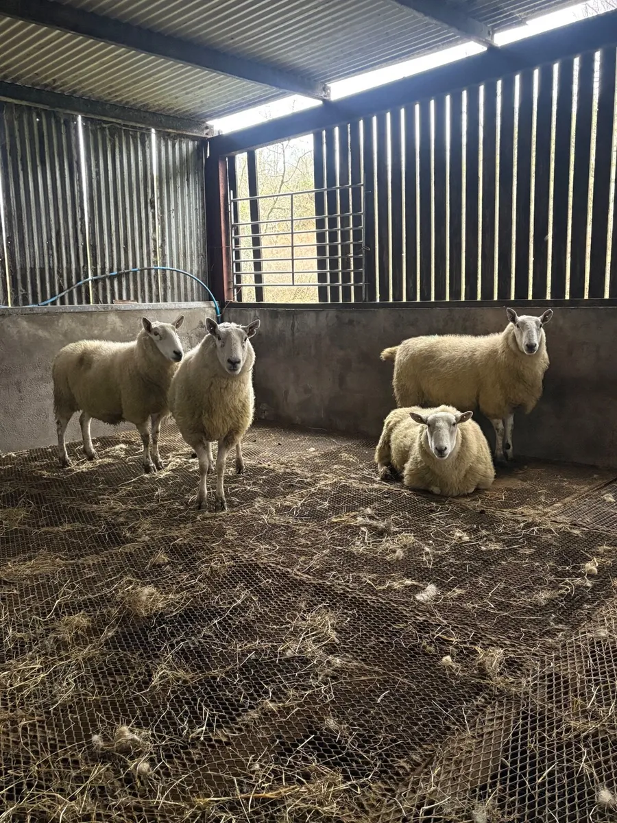 4 springing Wicklow Cheviot ewes - Image 1