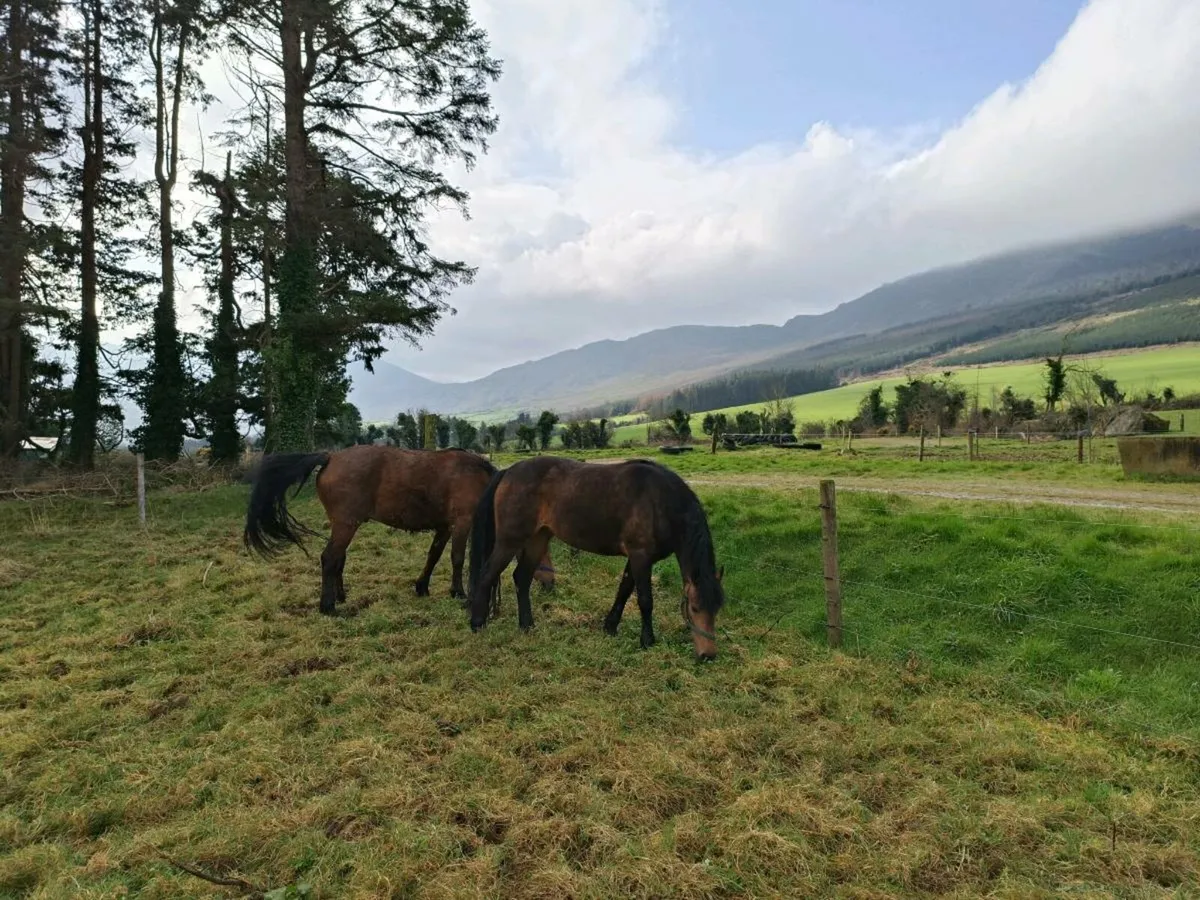 Class 1 connemara fillys - Image 1