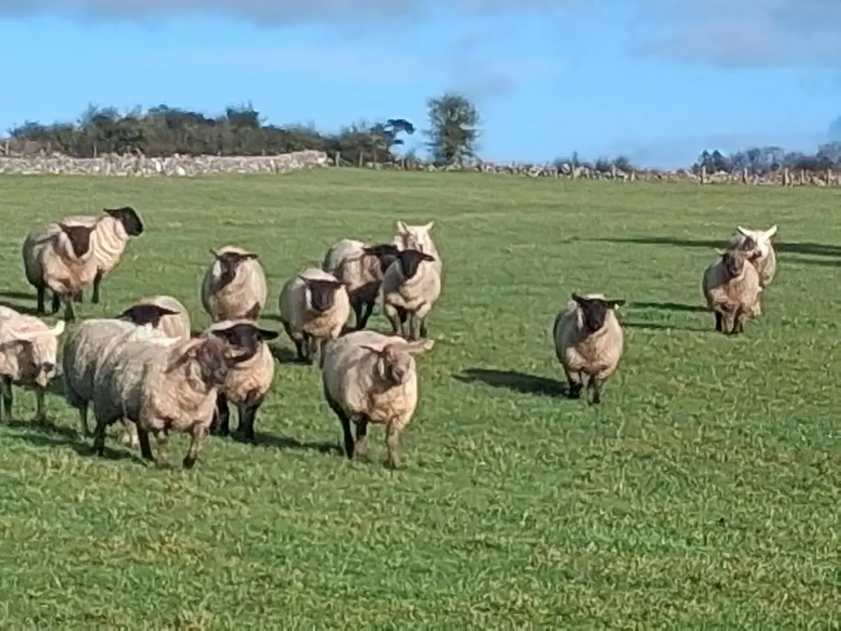 ewe lambs - Image 4