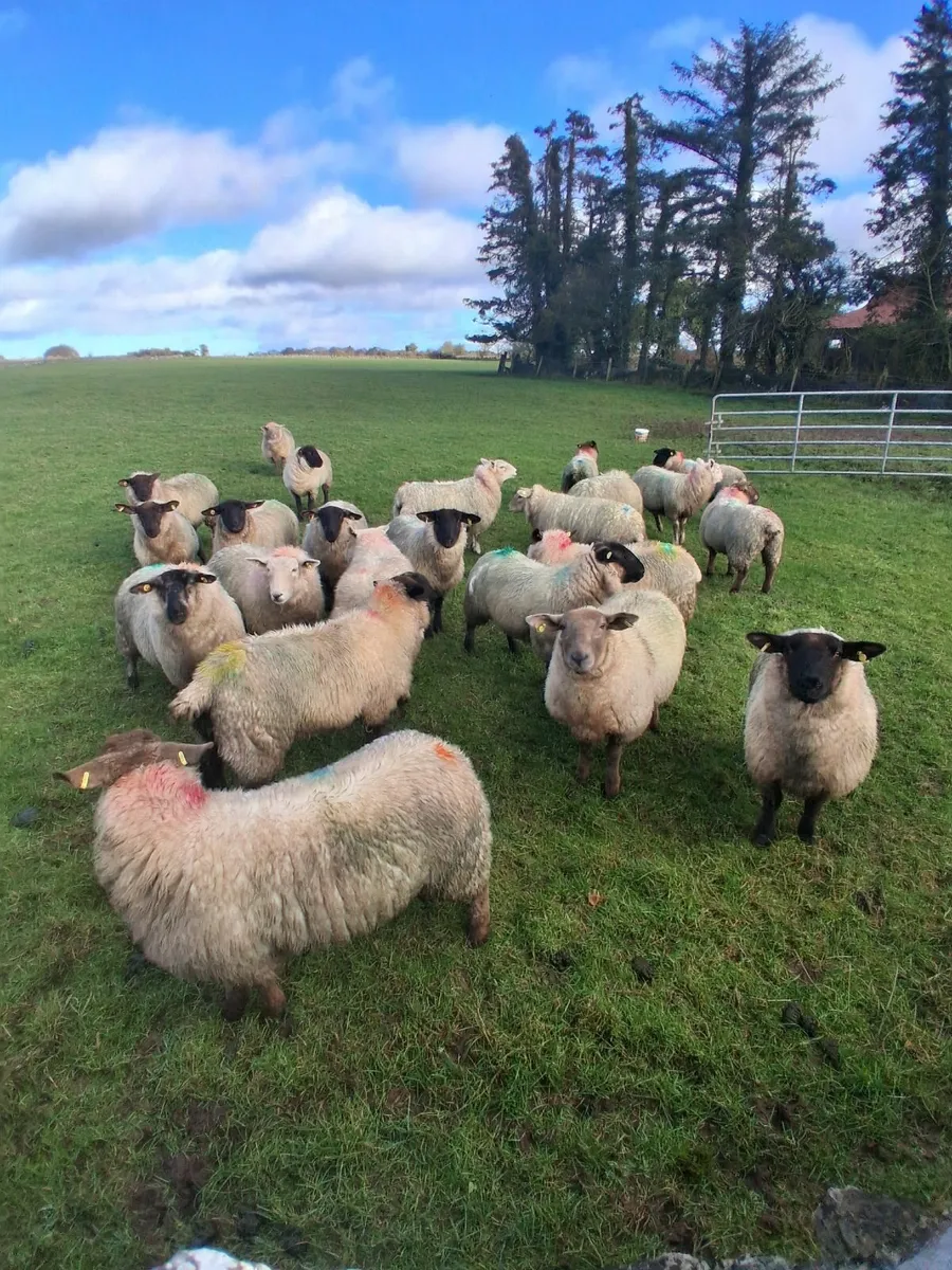 ewe lambs - Image 1