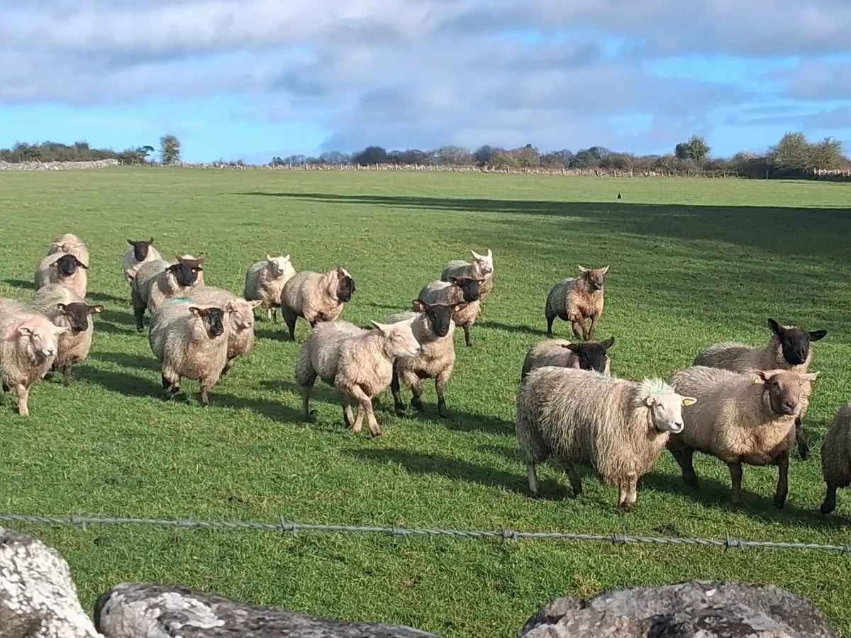 ewe lambs - Image 4