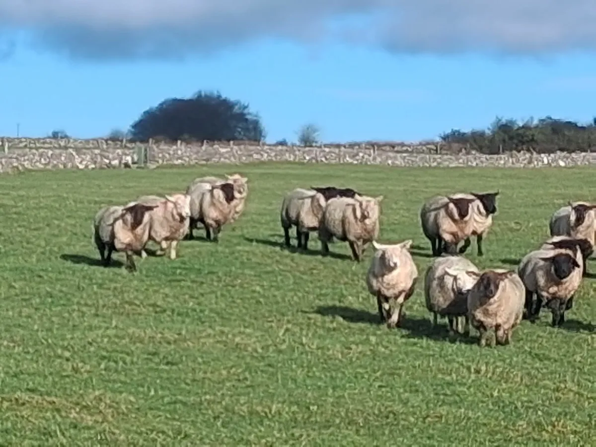 ewe lambs - Image 3