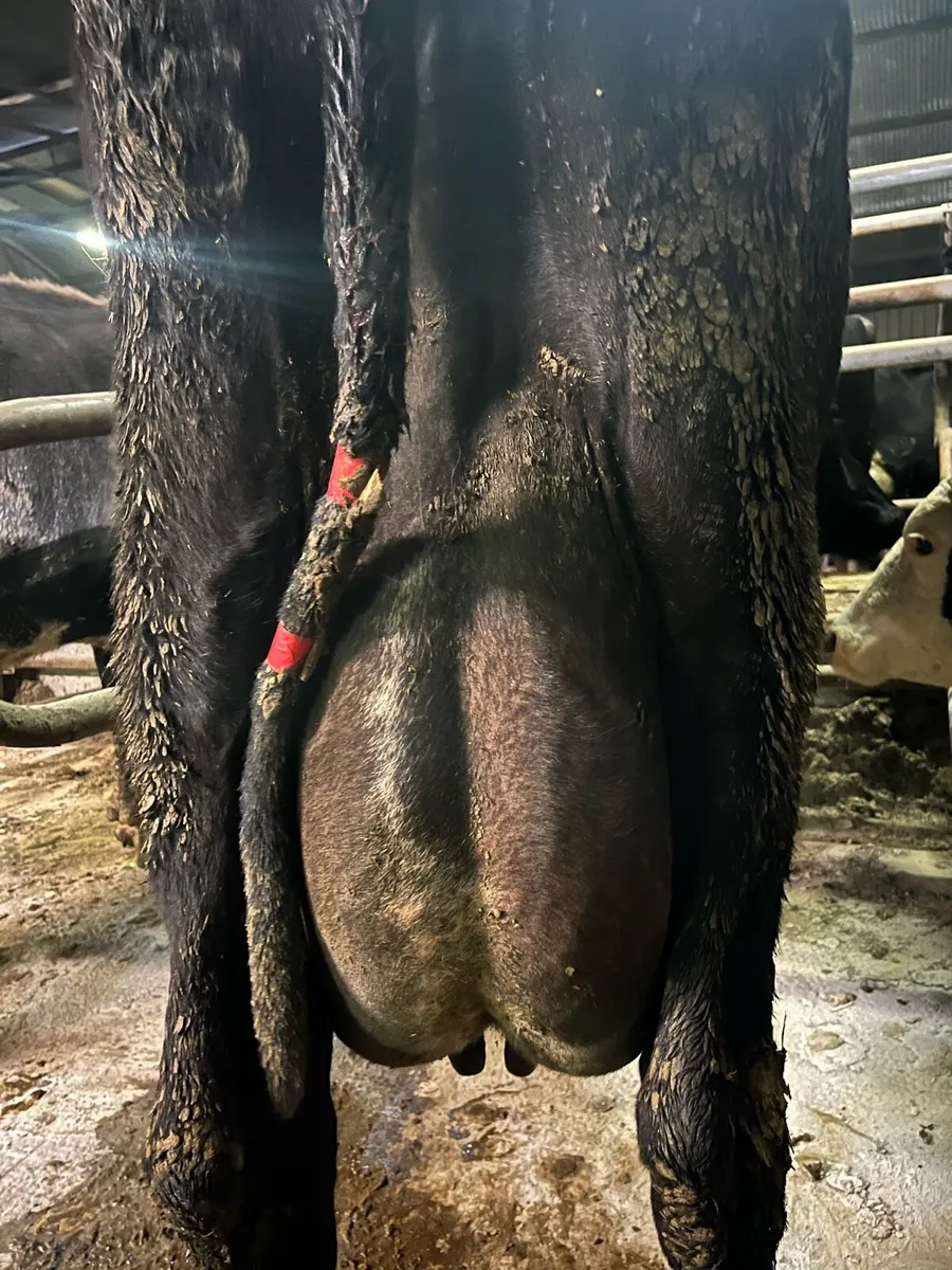 Fresh calved cow to rear calves - Image 1