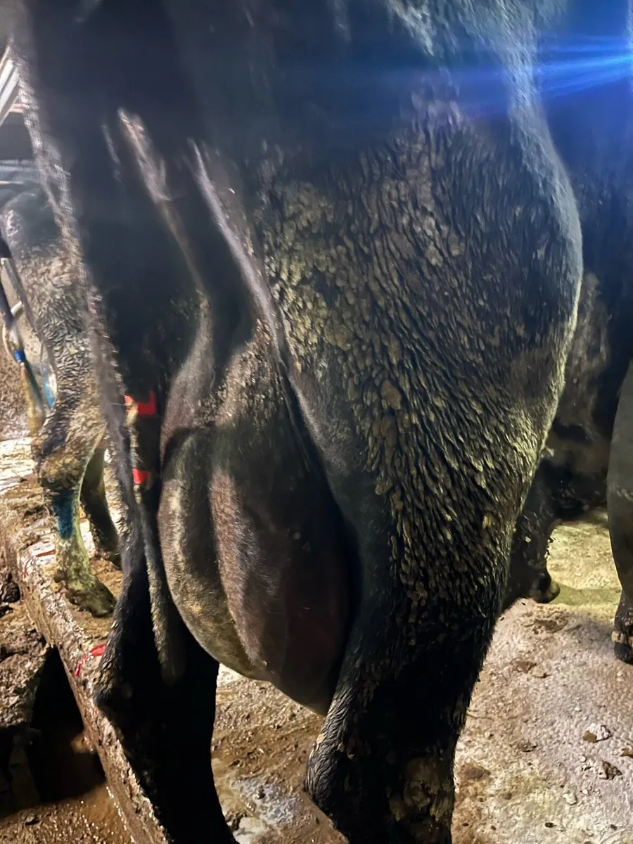 Fresh calved cow to rear calves - Image 2