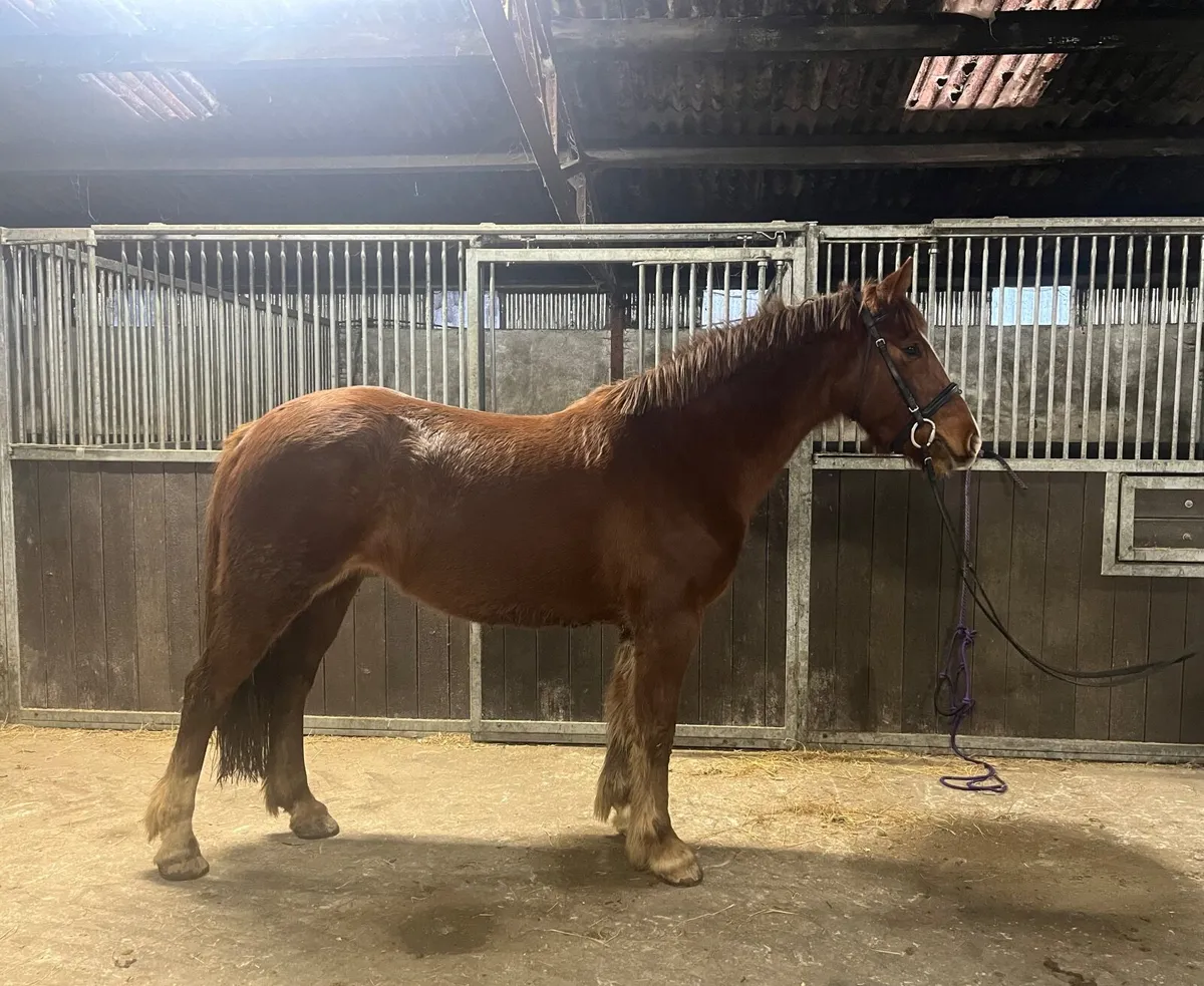 4 & 5 year old Mares - Image 1