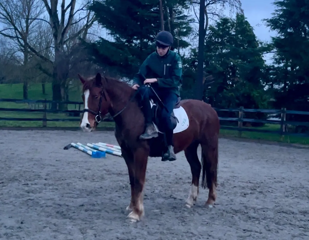 4 & 5 year old Mares - Image 2