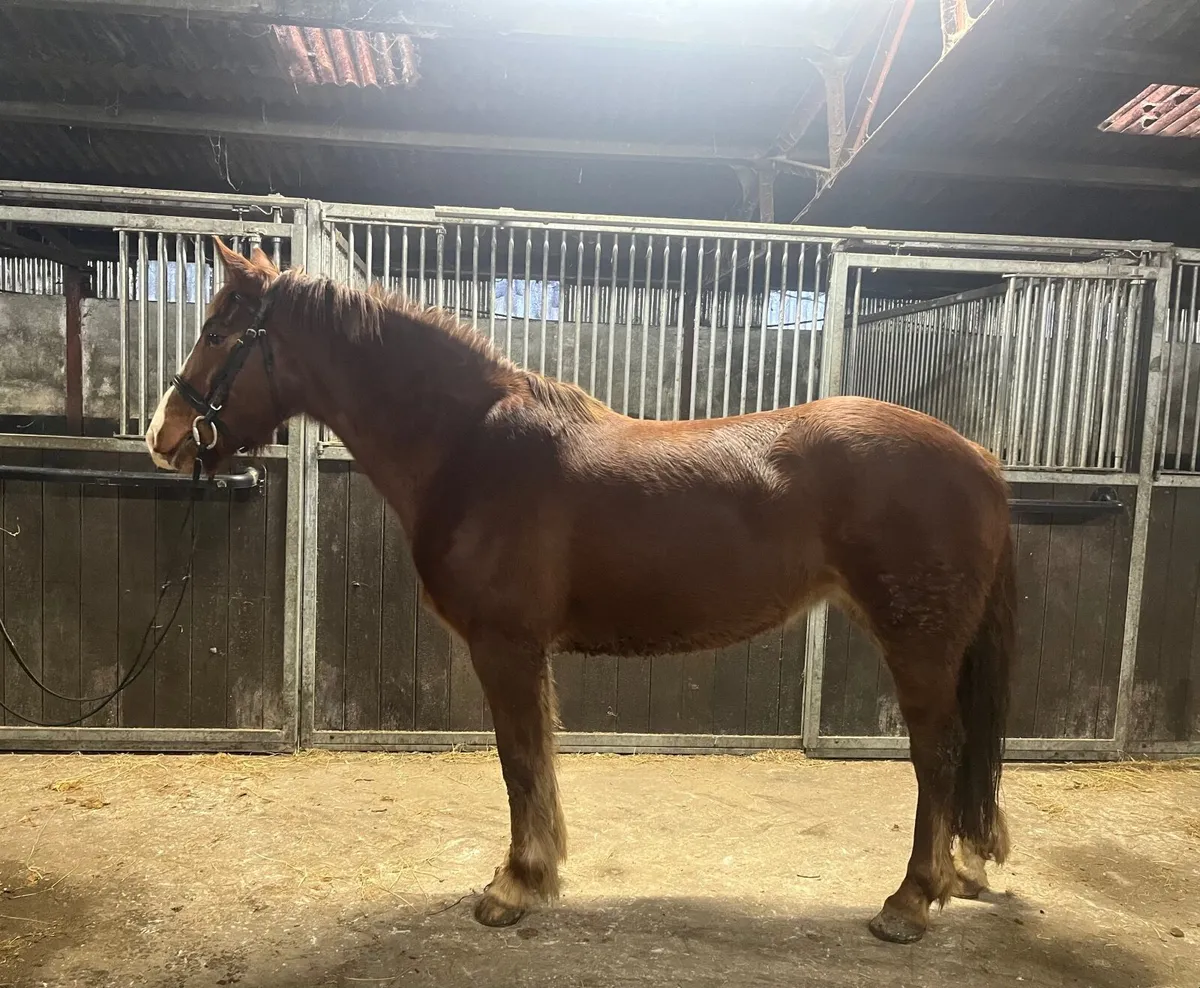 4 & 5 year old Mares - Image 3