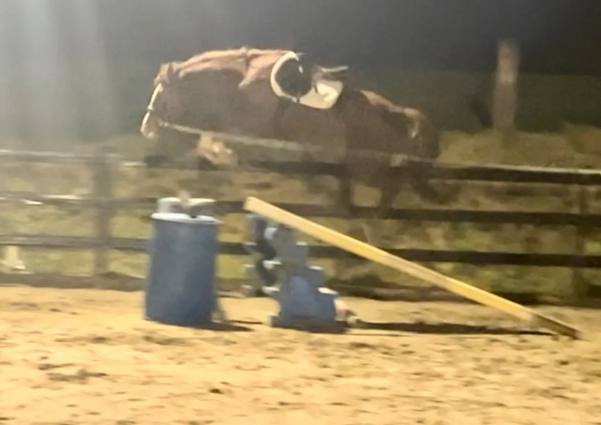 4 & 5 year old Mares - Image 4