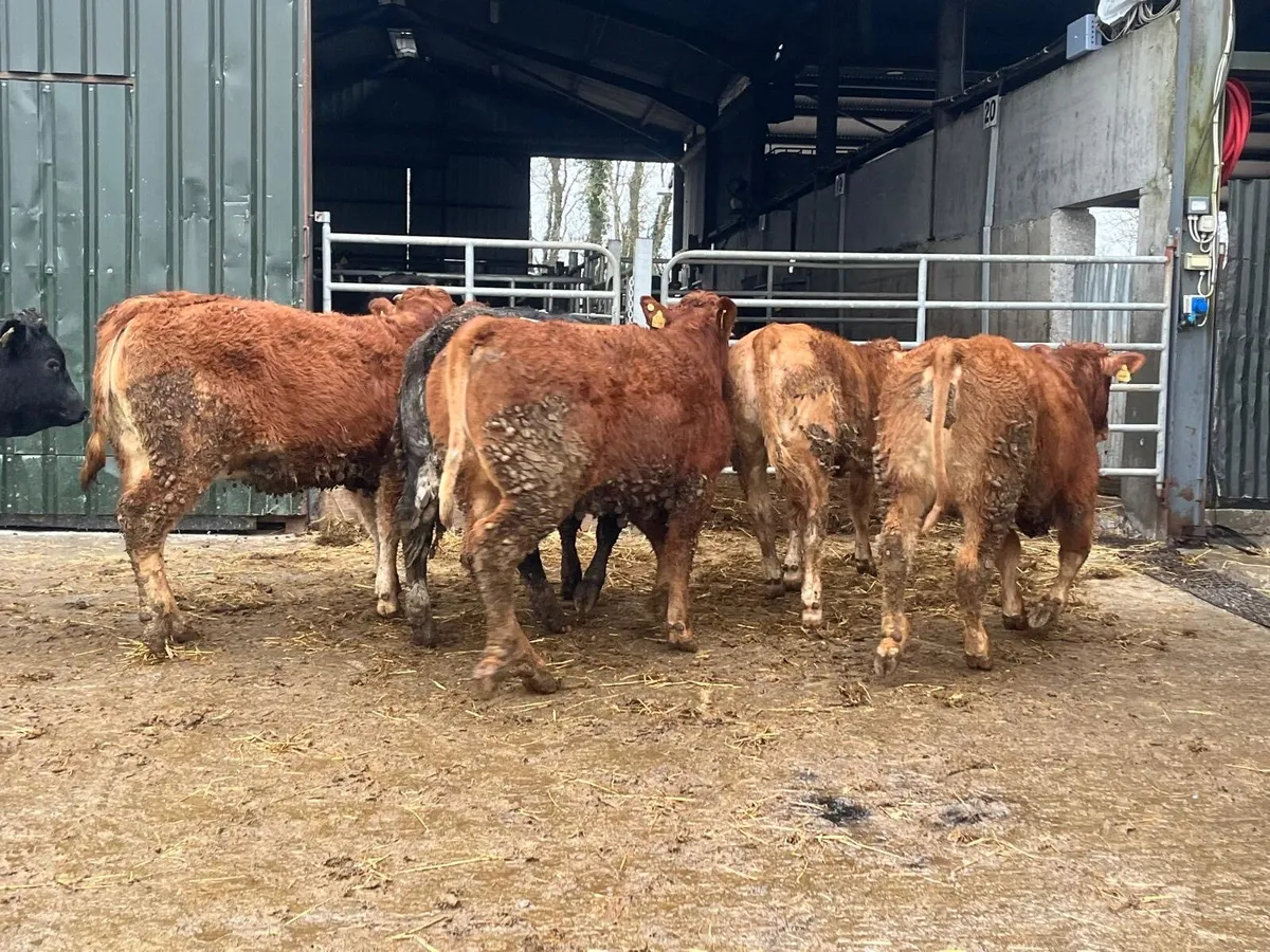6 super u grade 380 kg limousin heifers - Image 1