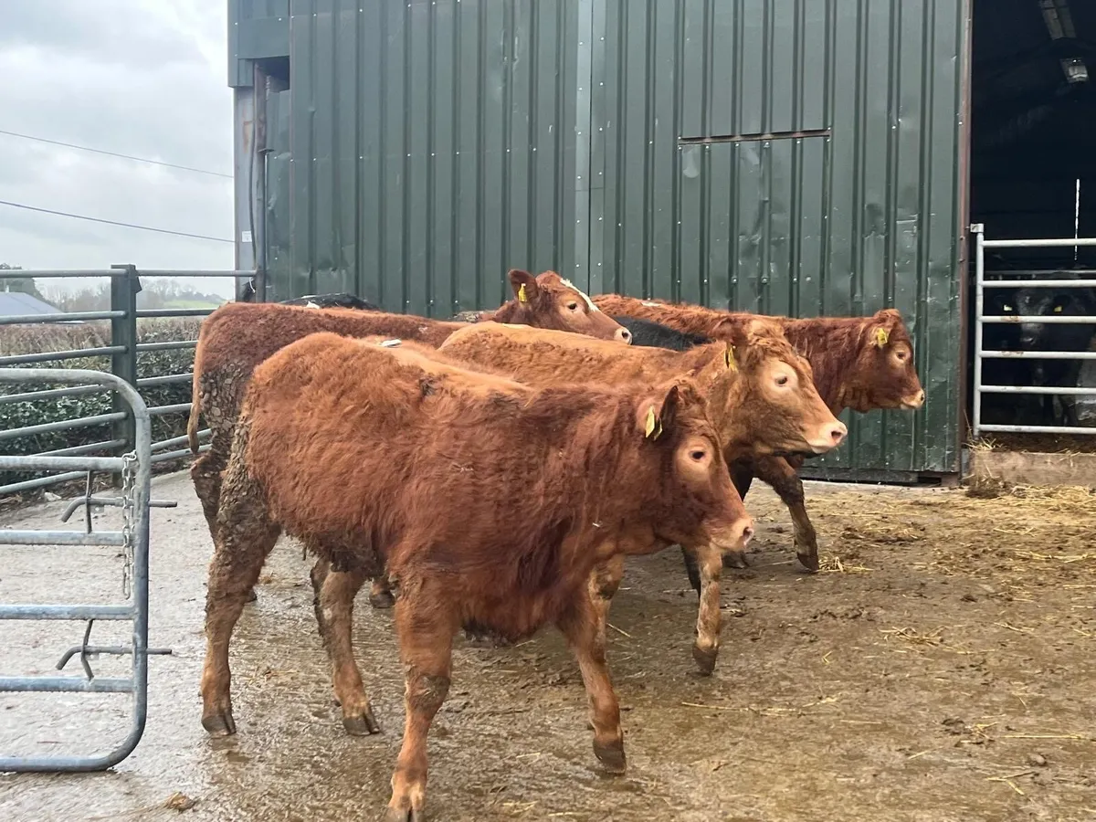 6 super u grade 380 kg limousin heifers - Image 2