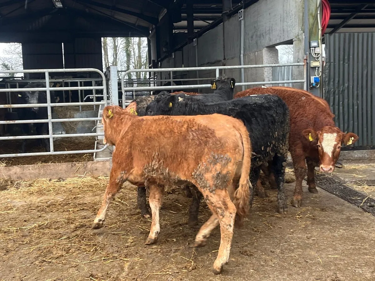 6 super u grade 380 kg limousin heifers - Image 4