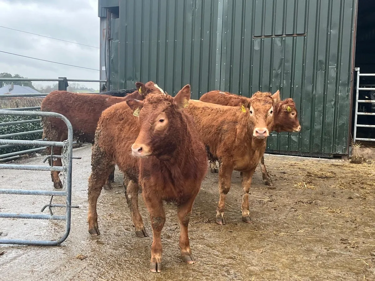 6 super u grade 380 kg limousin heifers - Image 3