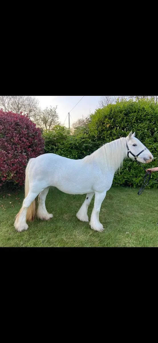 Irish cob mare BOMBPROOF - Image 4