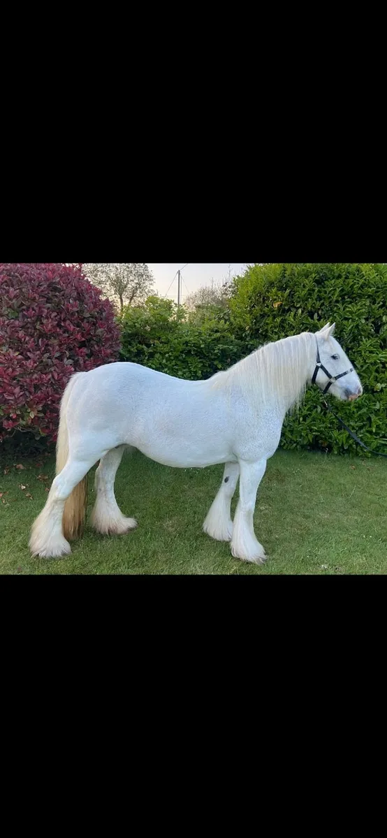 Irish cob mare BOMBPROOF - Image 1