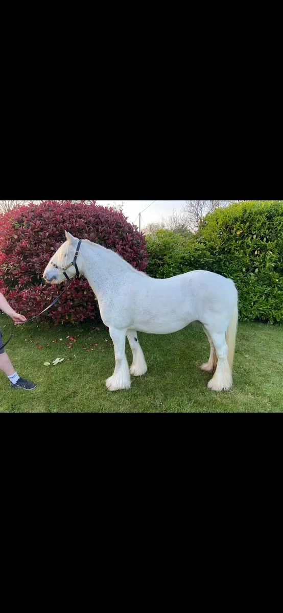 Irish cob mare BOMBPROOF - Image 2