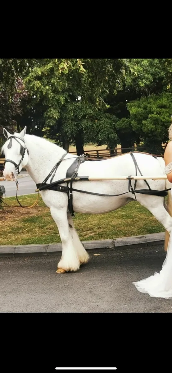 Irish cob mare BOMBPROOF - Image 3