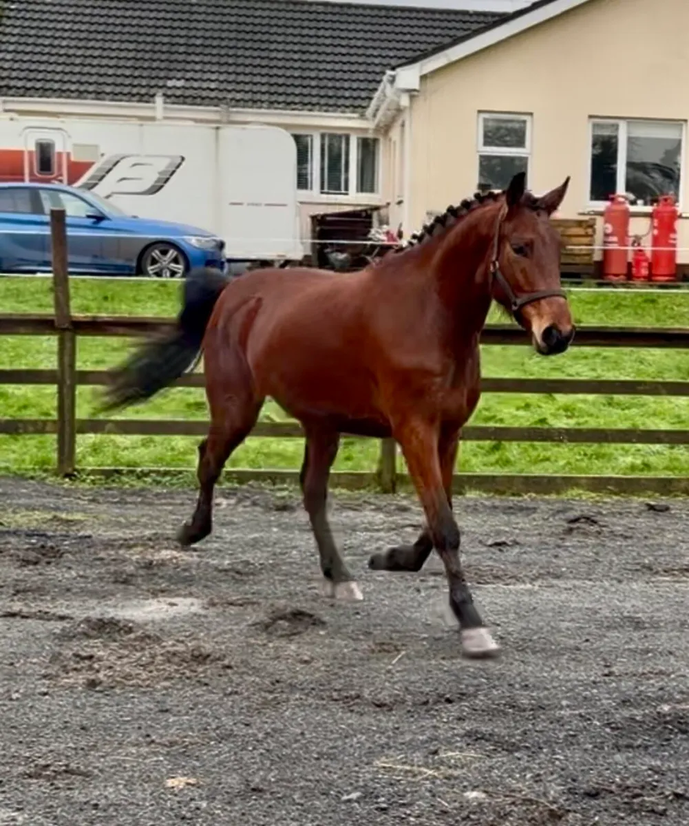 Stunning ISH Gelding - Image 1